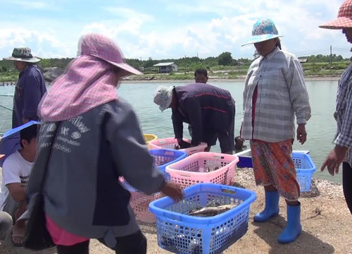 ผู้เพาะเลี้ยงปลาเก๋าจันทบุรีโอดราคารับซื้อต่ำ