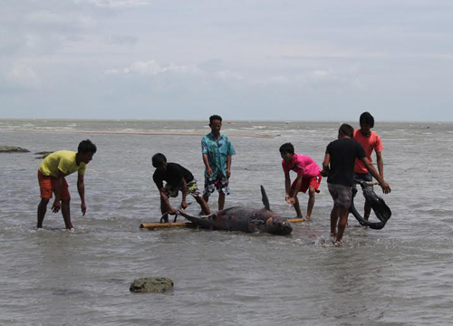 พบซากโลมาอิรวดี2ตัวที่ต.ดอนสักจ.สุราษฎร์ธานี