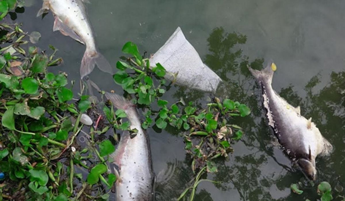 ปทุมฯพบปลาสวายลอยตายอื้อ-ไม่ชัดสาเหตุ