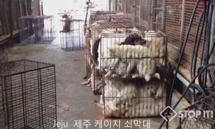 "คิม จองอึน" แนะชาวเมืองผู้ยากไร้กินเนื้อสุนัข ชี้มีวิตามินสูง