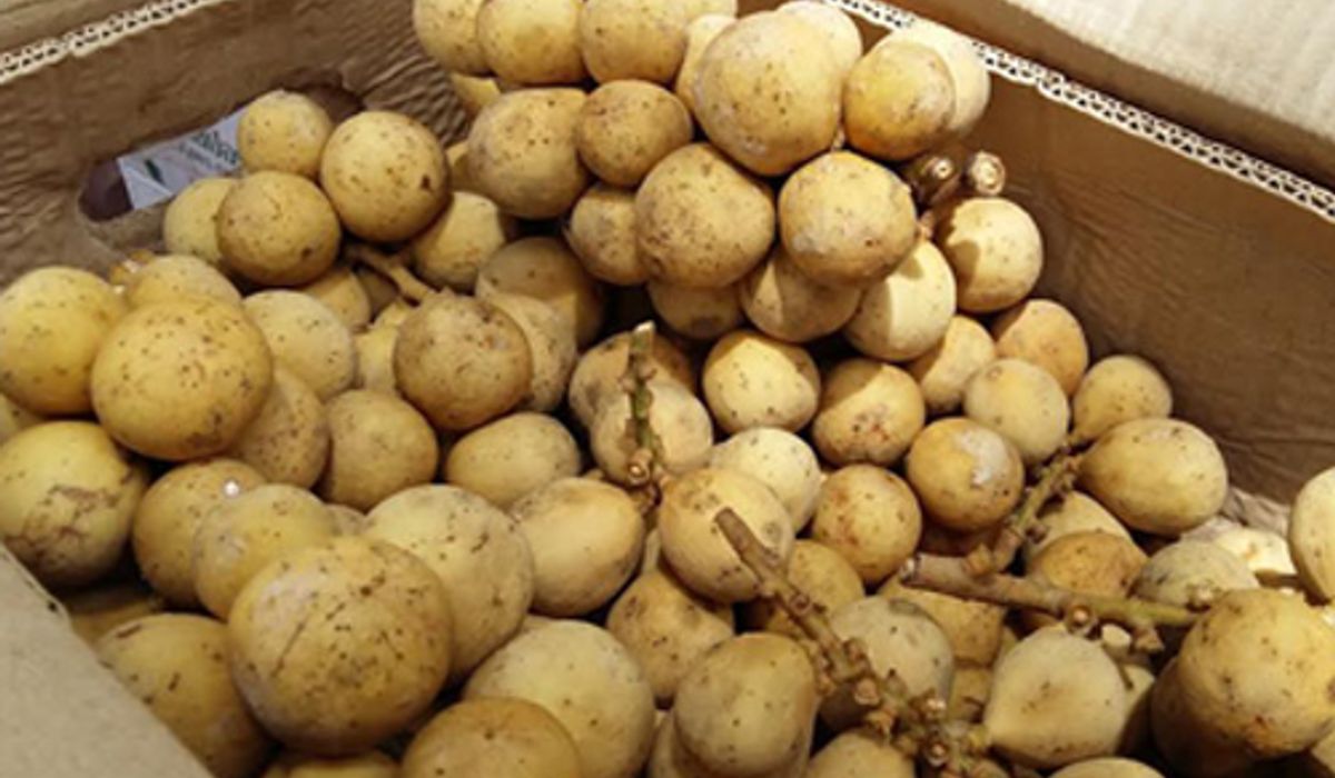 ซื้อลองกองจากนราฯขึ้นรถไฟส่งขายที่กรุงเทพฯ