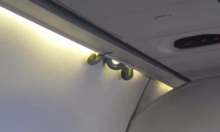 สะพรึง! งูโผล่บนเครื่องบินแอร์โรเม็กซิโก