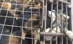 อาสาสมัครจีนสกัดจับรถค้าสุนัขบนทางด่วน ถูกชนได้รับบาดเจ็บ 3 คน