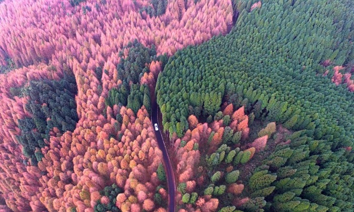 สวยสะดุดตา ภาพถ่ายทางอากาศป่าไม้หลากสีสันในอุทยานนครฉงชิ่ง