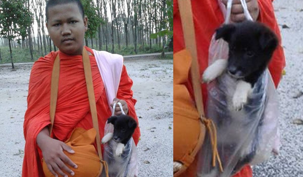 ภาพน่ารัก เณรจับลูกหมาใส่ถุงกลับวัด หลังเดินตามบิณฑบาตจนหมดแรง