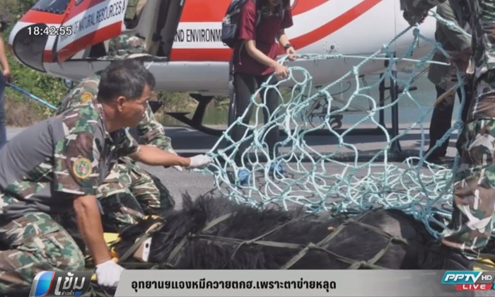 อุทยานฯแจง “หมีควาย” ตก ฮ.เพราะตาข่ายหลุด