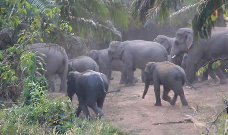 โขลงช้างป่าหากินทำลายสวนปาล์มชาวจันทบุรี