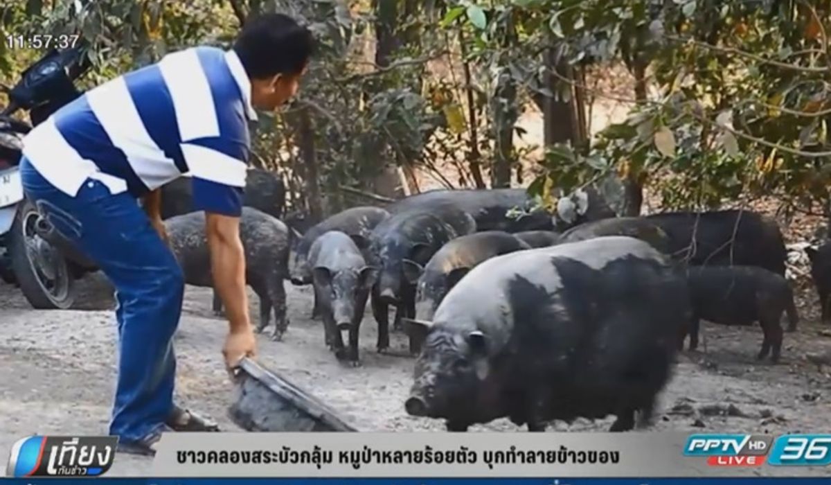 ชาวคลองสระบัวกลุ้ม หมูป่าหลายร้อยตัว บุกทำลายข้าวของ