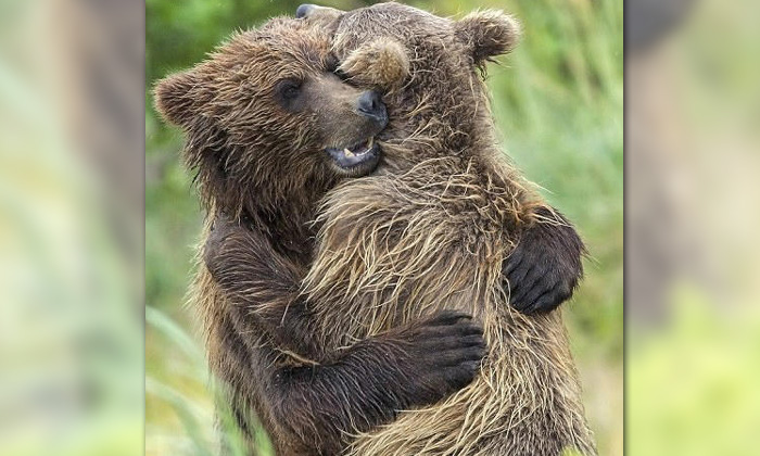 สุดอบอุ่น 2 พี่น้องลูกหมีกอดกันแน่น หลังบังเอิญพบกันอีกครั้ง