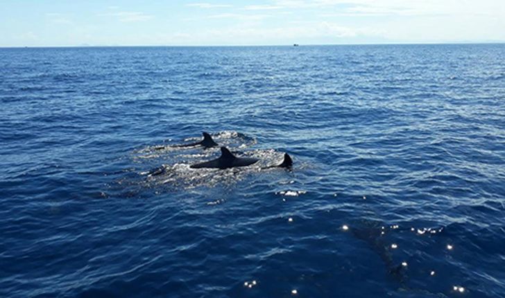 ฝูงวาฬเพชฌฆาตดำโผล่โชว์ตัวที่กองหินริเชริว