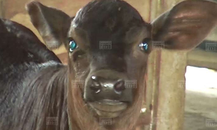ฮือฮา! พบวัวตาเพชรเจ้าของเชื่อเป็นวัวนำโชค