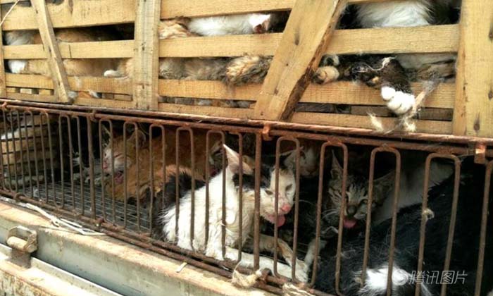 จนท.จีนจับโจรขโมยแมวกว่า 500 ตัว ก่อนทันได้ส่งขายต่างถิ่น