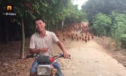 แค่บีบวิ่งตามเป็นพรวน วิธีเรียกไก่ของเกษตรจีน