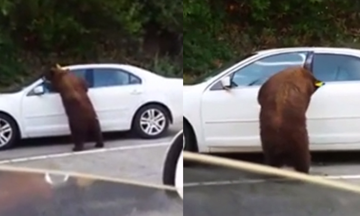 สองสามีภรรยาแทบช็อก! เจ้าหมีบุกปล้นรถ ยืนสองขาเปิดประตู