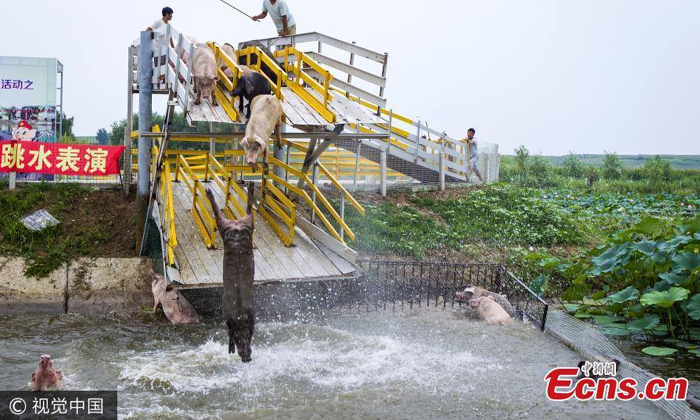 ชุ่มฉ่ำ! ฟาร์มในจีนฝึกหมูโดดน้ำ เพิ่มคุณภาพความนุ่ม
