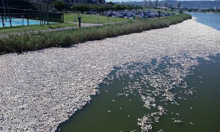 ไทเปร้อนทำลายสถิติในรอบ 100 ปี ทำปลาตายลอยเกลื่อนแม่น้ำ