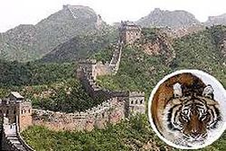 นักท่องเที่ยวโดดลงกำแพงเมืองจีนเจอเสือขย้ำดับ!