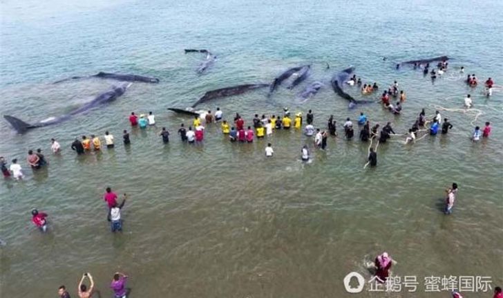 ชาวอินโดนีเซียช่วยวาฬสเปิร์ม 12 ตัวเกยตื้นกลับสู่ทะเล