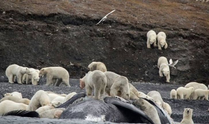 อีกหนึ่งสัญญาณโลกร้อน หมีขั้วโลกหลายร้อยรวมตัวบนเกาะในอาร์กติก