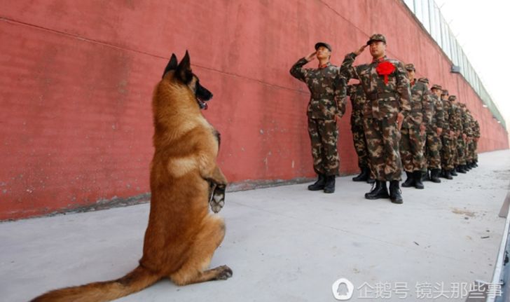 ทำความเคารพ! สุนัขตำรวจยืนบอกลาเพื่อนทหารเกษียณอายุ