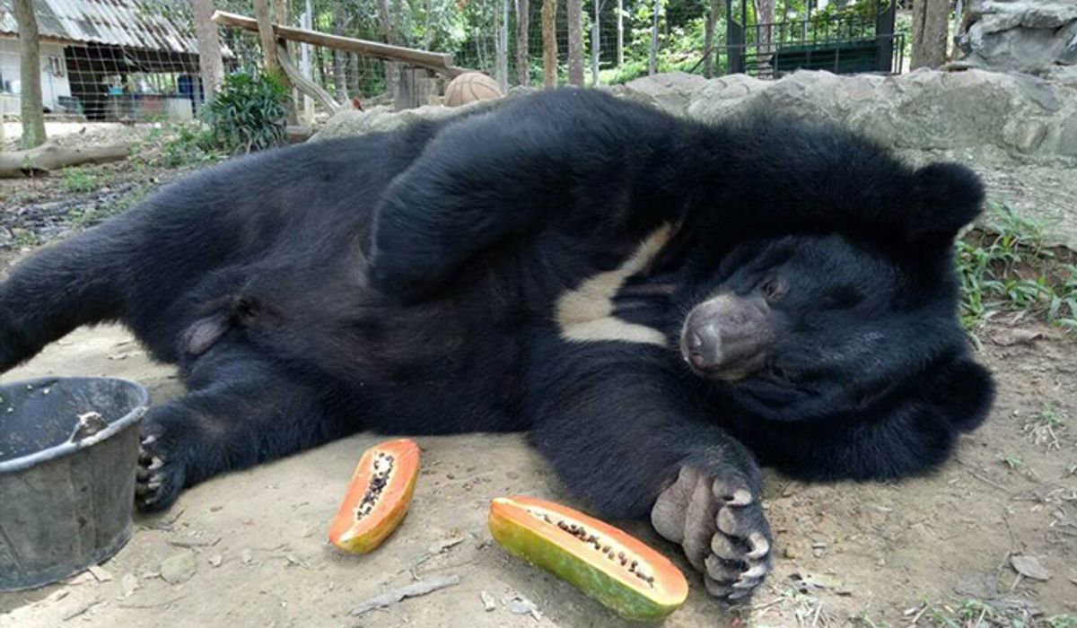 ชาลี ชักกุย หมีควายแสนรู้ ช็อกน้ำลายฟูมปากตายกะทันหัน