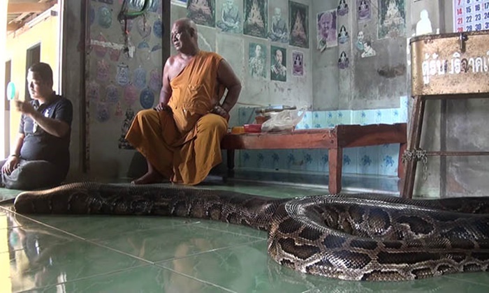 ชาวบ้านศรัทธางูหลามยักษ์ รักษาคนป่วย