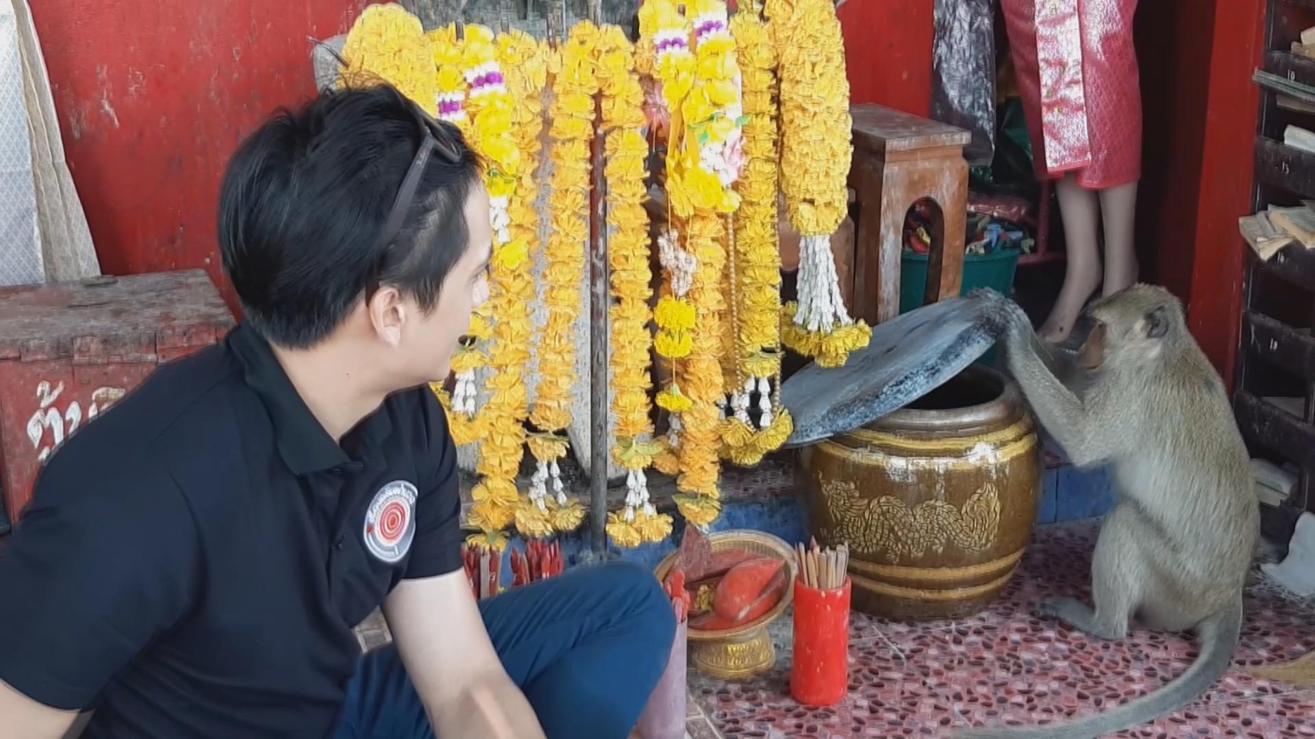 ลิงแสมเกาะนมสาว