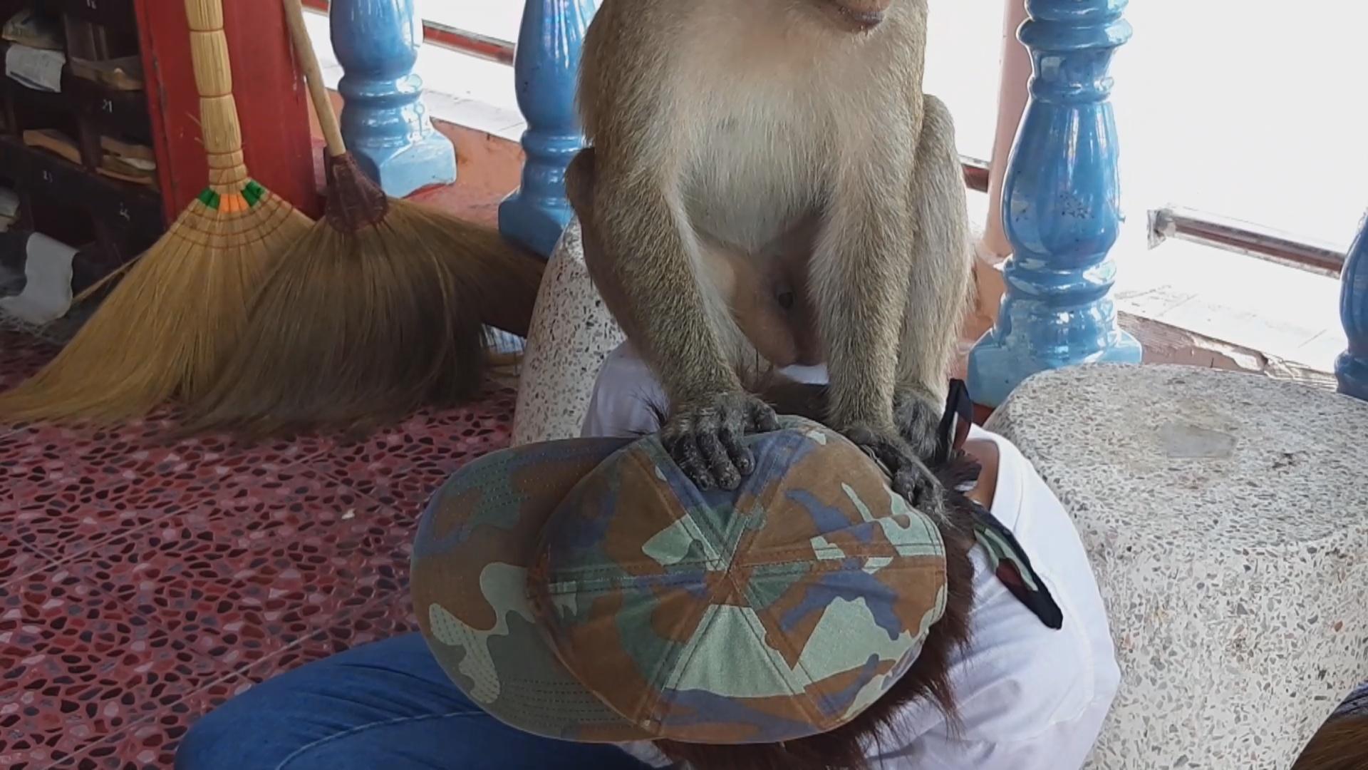 ลิงแสมเกาะนมสาว