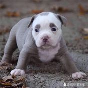 อายบราวส์ หมาหน้าเศร้า