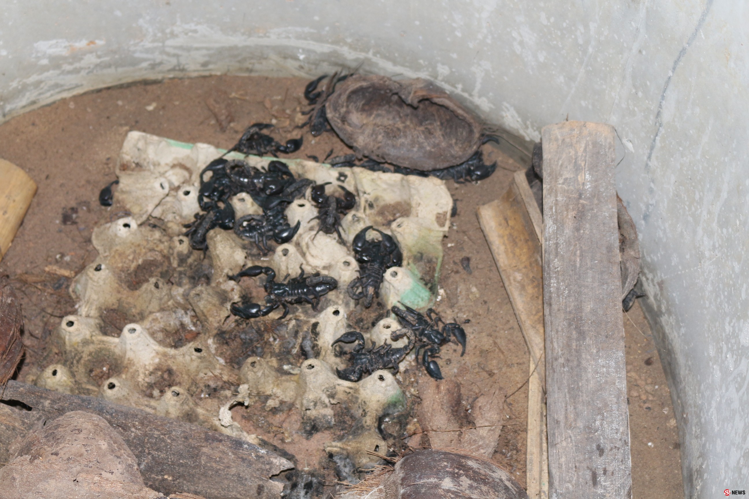 อาชีพหวาดเสียว! เลี้ยง “แมงป่องในวงบ่อ” นำไปทำเมนูเพิ่มพลัง-สร้างรายได้งาม