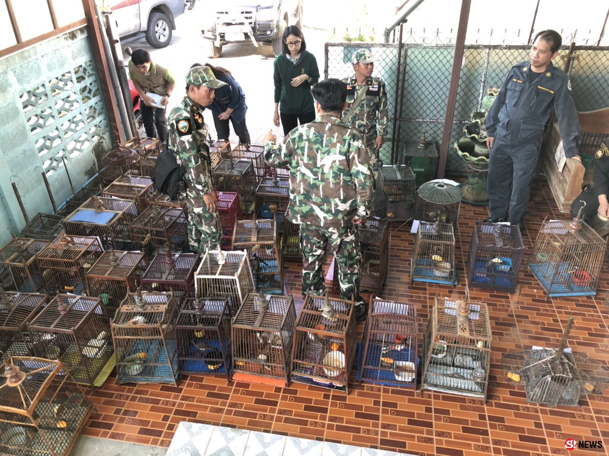 บุกจับหนุ่มใหญ่ลอบเพาะพันธุ์ “นกกรงหัวจุก” กว่า 50 ตัวเป็นสัตว์ป่าคุ้มครอง