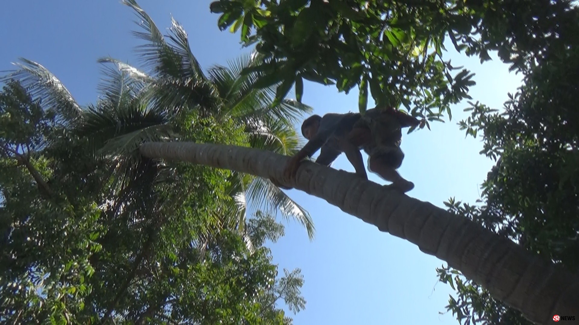 กรรณิการ์/พิษณุโลก/น่าทึ่งลุงแถบแห่งตำบลจอมทองพิษณุโลกยึดอาชีพปีนมะพร้าวมาจนอายุ 68 ปีแล้ว