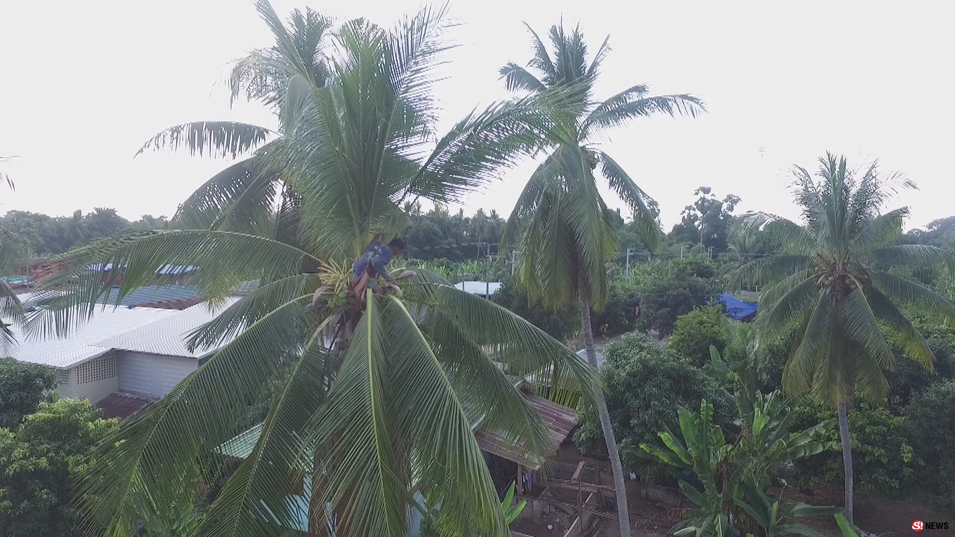 กรรณิการ์/พิษณุโลก/น่าทึ่งลุงแถบแห่งตำบลจอมทองพิษณุโลกยึดอาชีพปีนมะพร้าวมาจนอายุ 68 ปีแล้ว