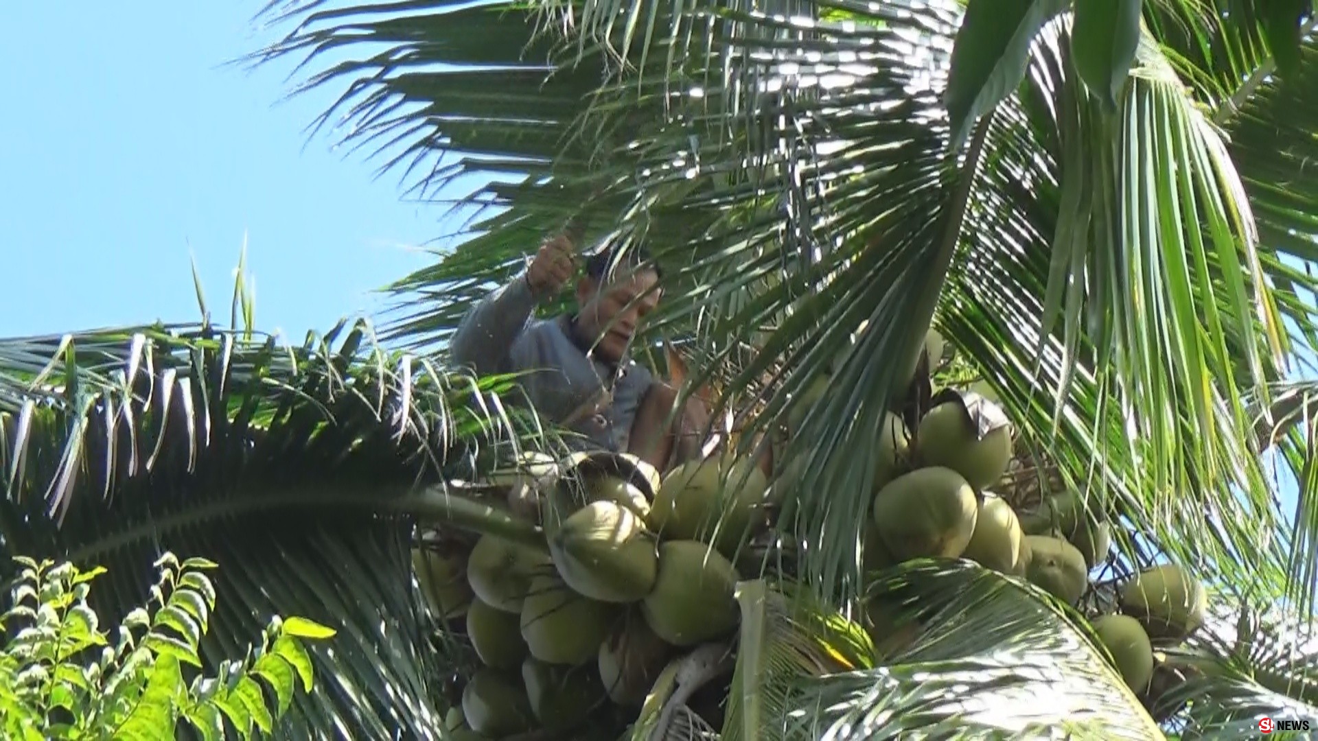 กรรณิการ์/พิษณุโลก/น่าทึ่งลุงแถบแห่งตำบลจอมทองพิษณุโลกยึดอาชีพปีนมะพร้าวมาจนอายุ 68 ปีแล้ว