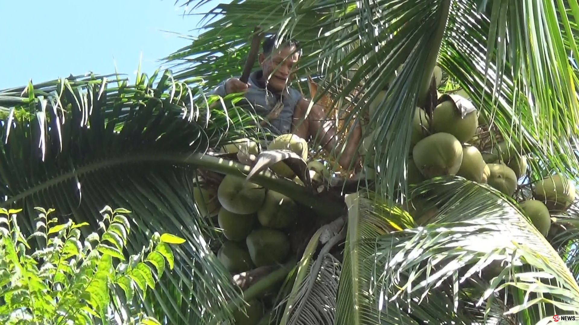 กรรณิการ์/พิษณุโลก/น่าทึ่งลุงแถบแห่งตำบลจอมทองพิษณุโลกยึดอาชีพปีนมะพร้าวมาจนอายุ 68 ปีแล้ว