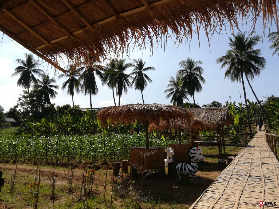 กรรณิการ์/พิษณุโลก/น่าทึ่งลุงแถบแห่งตำบลจอมทองพิษณุโลกยึดอาชีพปีนมะพร้าวมาจนอายุ 68 ปีแล้ว