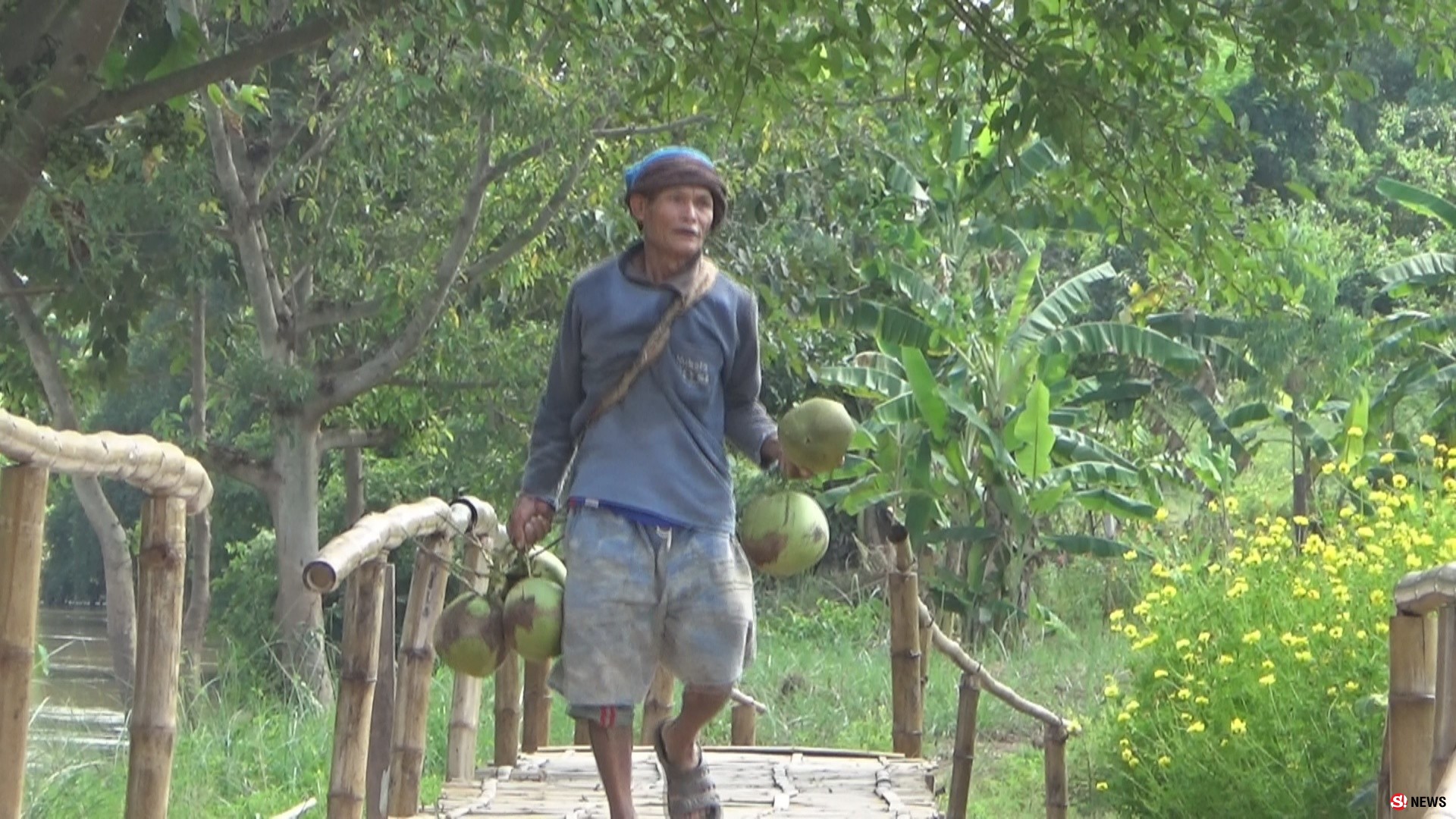 กรรณิการ์/พิษณุโลก/น่าทึ่งลุงแถบแห่งตำบลจอมทองพิษณุโลกยึดอาชีพปีนมะพร้าวมาจนอายุ 68 ปีแล้ว
