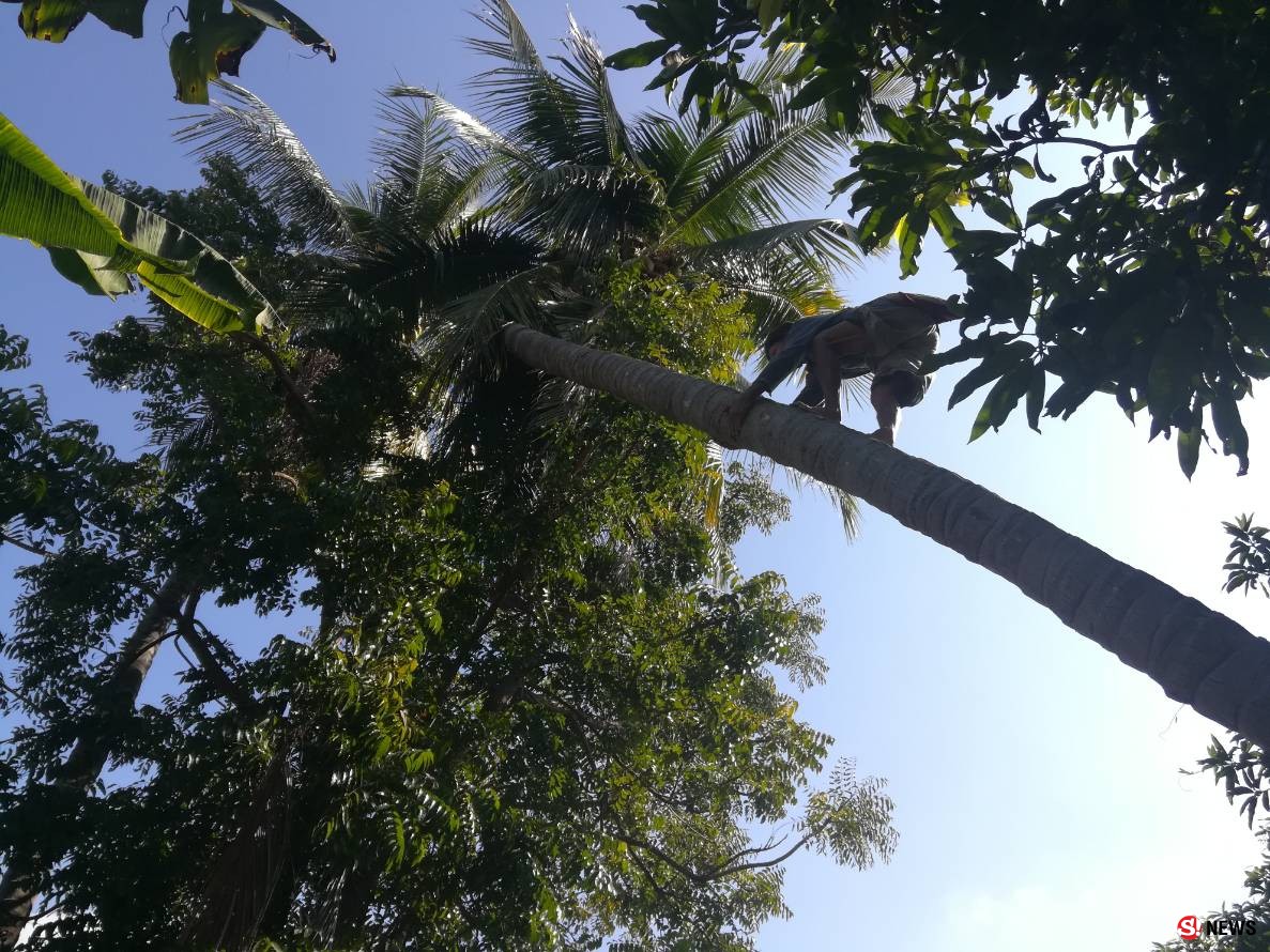 กรรณิการ์/พิษณุโลก/น่าทึ่งลุงแถบแห่งตำบลจอมทองพิษณุโลกยึดอาชีพปีนมะพร้าวมาจนอายุ 68 ปีแล้ว