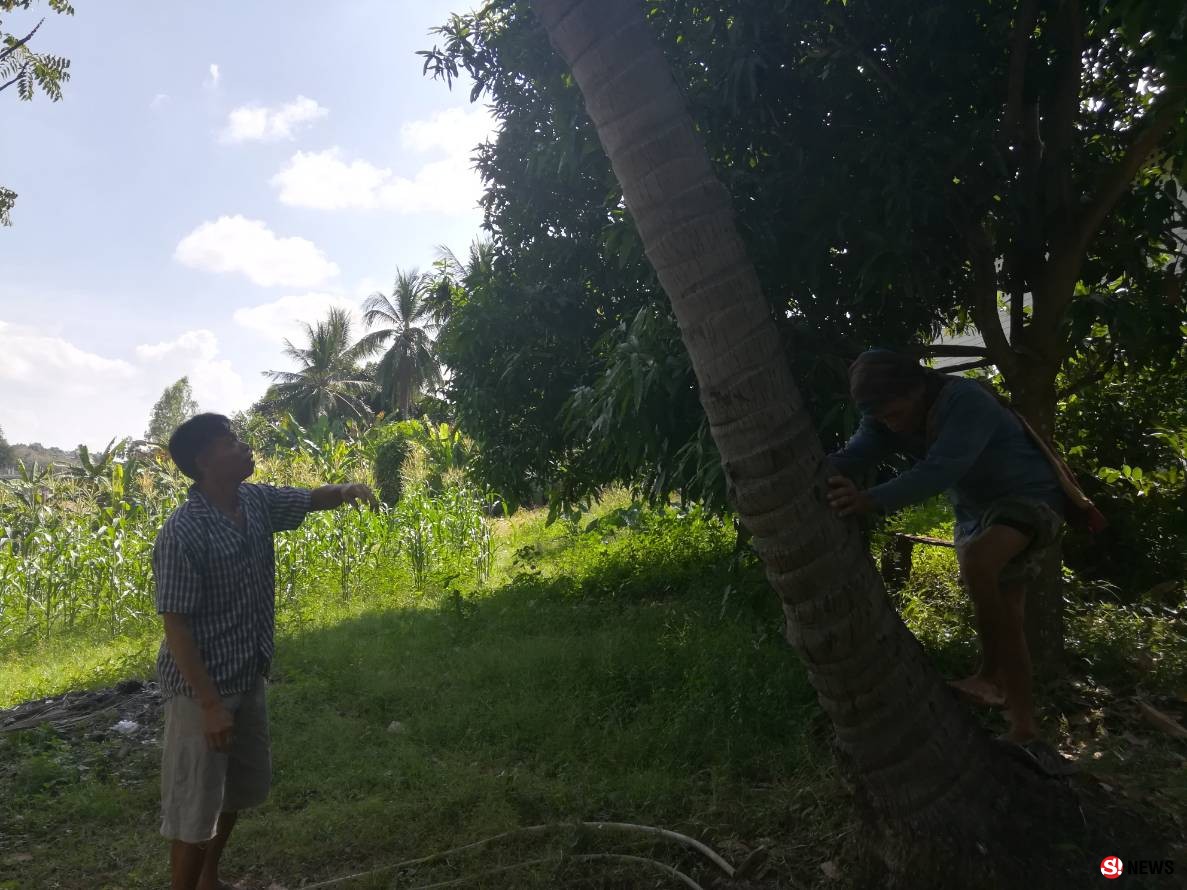 กรรณิการ์/พิษณุโลก/น่าทึ่งลุงแถบแห่งตำบลจอมทองพิษณุโลกยึดอาชีพปีนมะพร้าวมาจนอายุ 68 ปีแล้ว