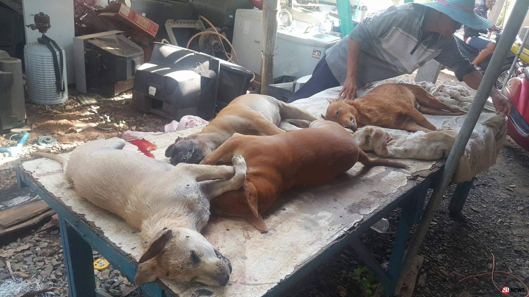 สะเทือนใจคนรักหมา-ลุงวัย 65 ปีขอประณามคนใจบาป ย่องวางยาเบื่อหมาตายเกลี้ยงทั้งหมู่บ้าน