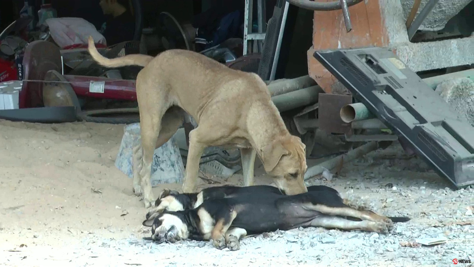 สะเทือนใจคนรักหมา-ลุงวัย 65 ปีขอประณามคนใจบาป ย่องวางยาเบื่อหมาตายเกลี้ยงทั้งหมู่บ้าน