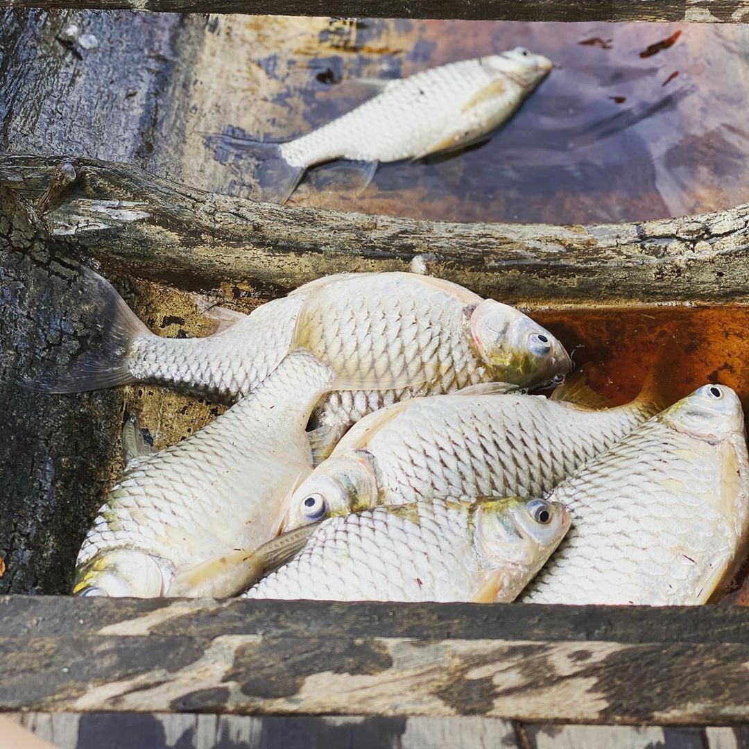 ปิ่น เก็จมณี