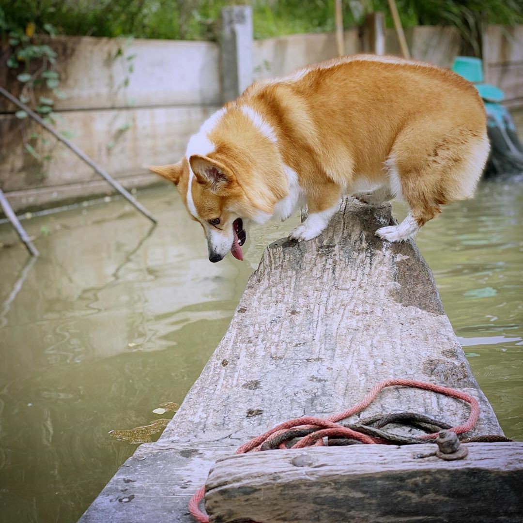 ปิ่น เก็จมณี