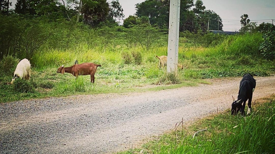 ปิ่น เก็จมณี