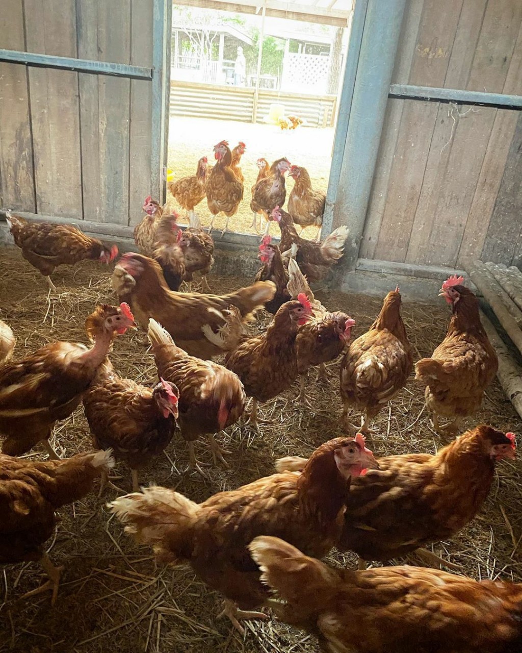 ปิ่น เก็จมณี