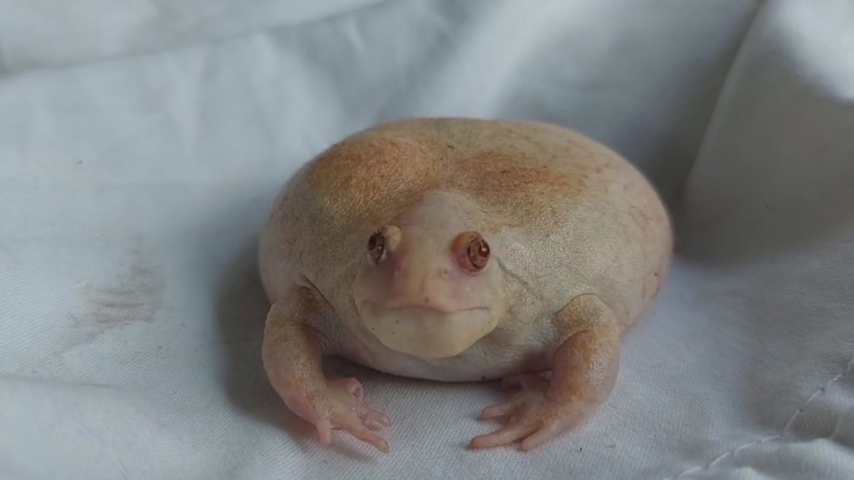 หนุ่มพบอึ่งอ่างเผือกกลางทุ่งนา ตั้งใจเอามาเลี้ยง เมียไม่รู้เกือบเอาไปต้มยำ