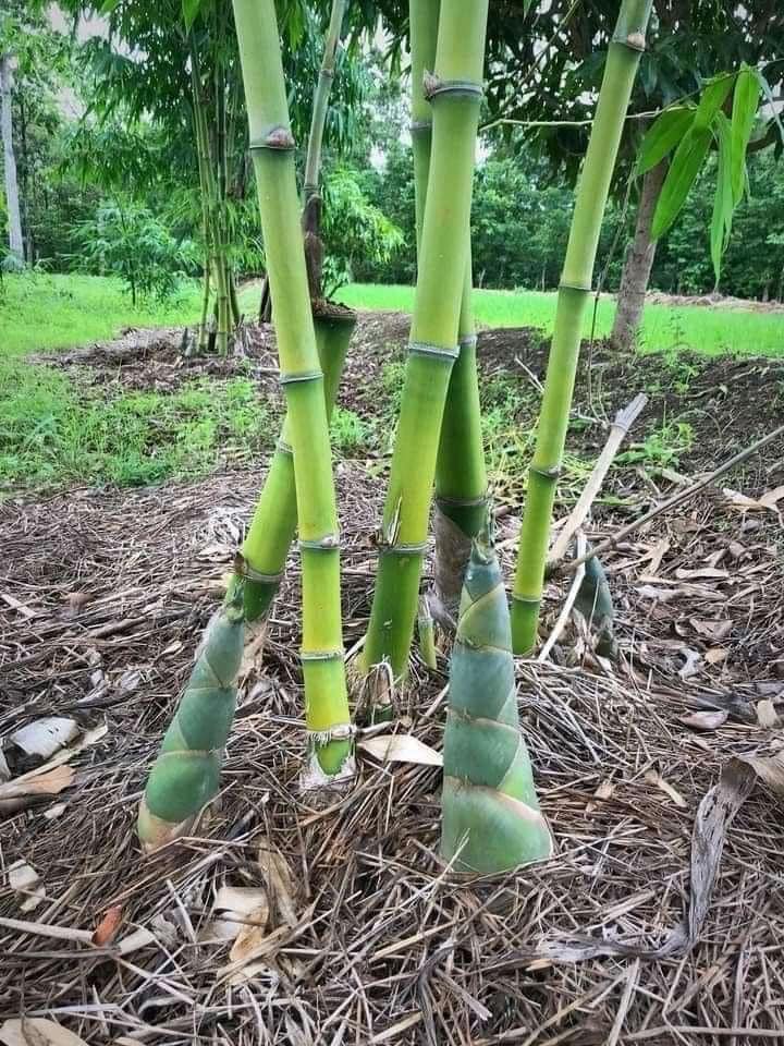 จ๊ะ นงผณี