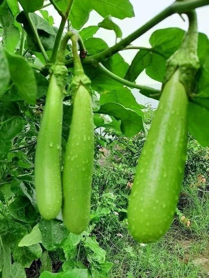 จ๊ะ นงผณี