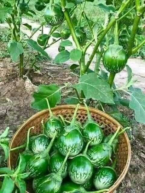 จ๊ะ นงผณี