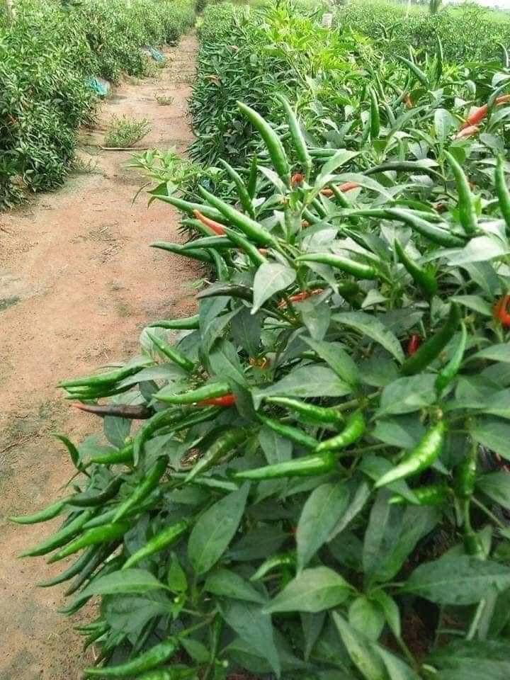 จ๊ะ นงผณี